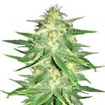 Fast Buds Lemon AK Automatic (3Semillas/Paquete)