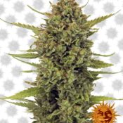 Barney's Farm Acapulco Gold (Paquete de 5 Semillas)