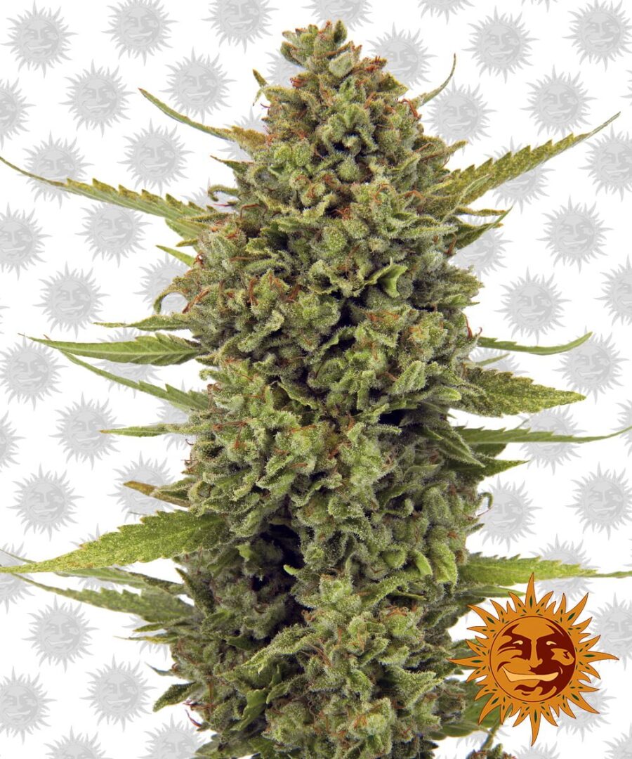 Barney's Farm Acapulco Gold (Paquete de 5 Semillas)