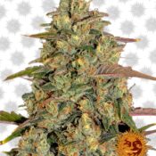 Barney's Farm Amnesia Lemon (Paquete de 5 Semillas)