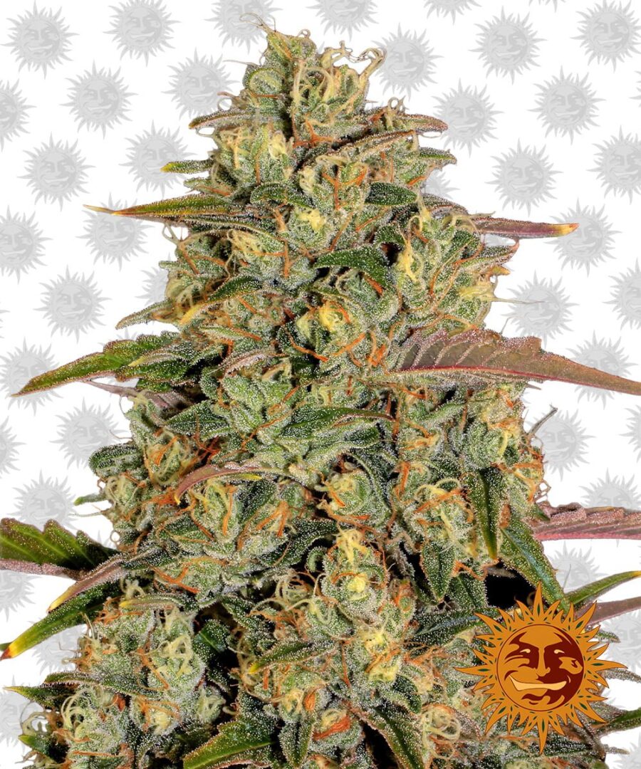 Barney's Farm Amnesia Lemon (Paquete de 5 Semillas)