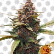 Barney's Farm Ayahuasca Purple (Paquete de 5 Semillas)