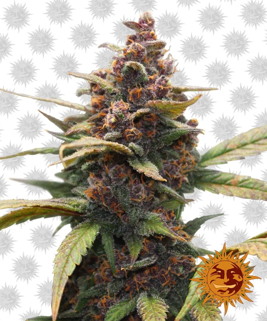 Barney's Farm Ayahuasca Purple (Paquete de 5 Semillas)