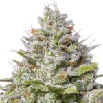 Barney's Farm Blue Gelato 41 (pack de 3 semillas) Barneys Farm Blue Gelato 41 3 seeds pack