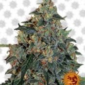 Barney's Farm Blueberry OG (Paquete de 3 Semillas)