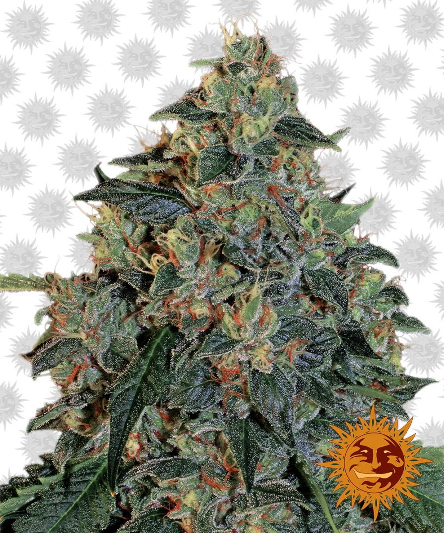 Barney's Farm Blueberry OG (Paquete de 3 Semillas)