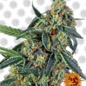 Barney's Farm Cookies Kush (Paquete de 3 Semillas)