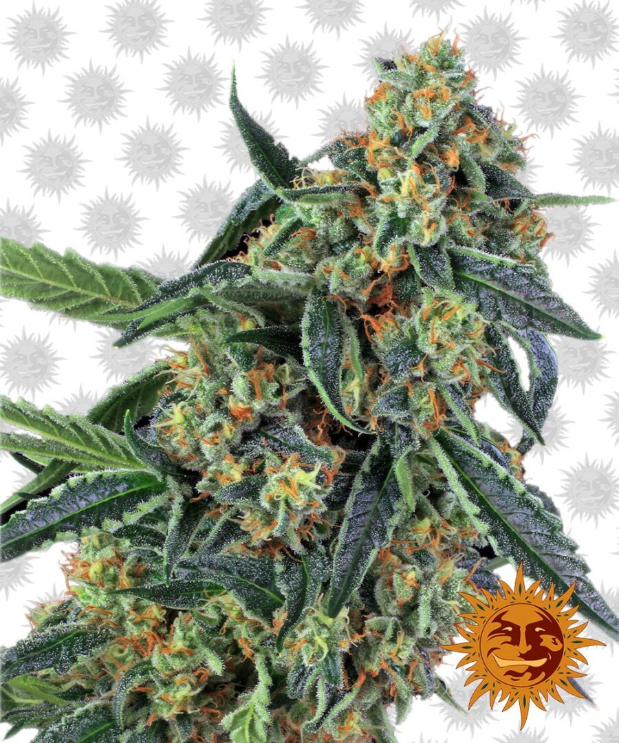 Barney's Farm Cookies Kush (Paquete de 3 Semillas)