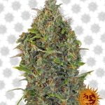 Barney's Farm Critical Kush Auto (Paquete de 5 Semillas)