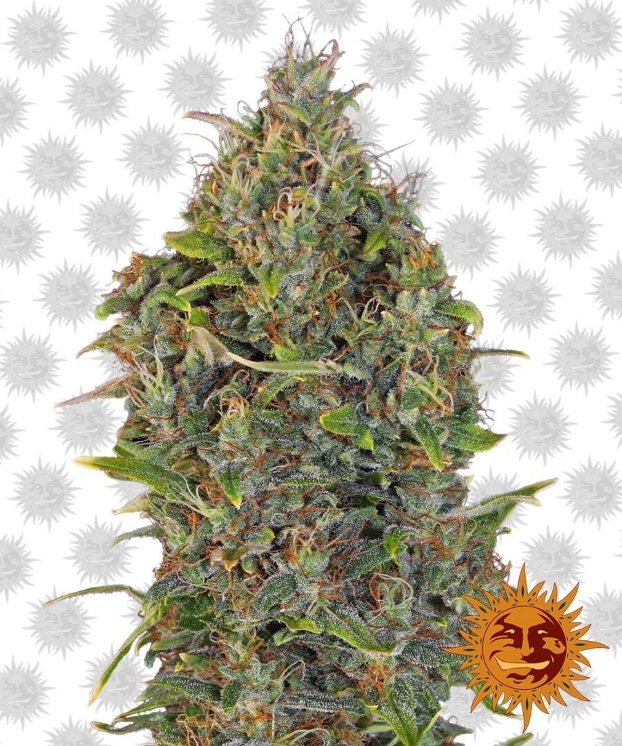 Barney's Farm Critical Kush Auto (Paquete de 3 Semillas)