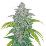 Fast Buds Blue Dream 'Matic (5Semillas/Paquete)