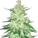 Fast Buds CBD Automatic 20:1 (5Semillas/Paquete)