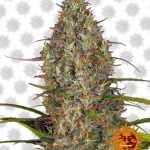 Barney's Farm Glue Gelato Automatic (Paquete de 3 Semillas)