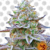 Barney's Farm Gorilla Skittelz (Paquete de 5 Semillas)