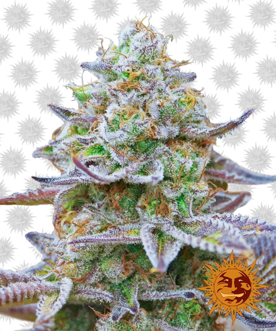 Barney's Farm Gorilla Skittelz (Paquete de 5 Semillas)