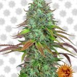 Barney's Farm LSD Automatic (Paquete de 3 Semillas)