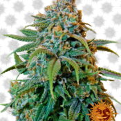 Barney's Farm Liberty Haze (Paquete de 5 Semillas)