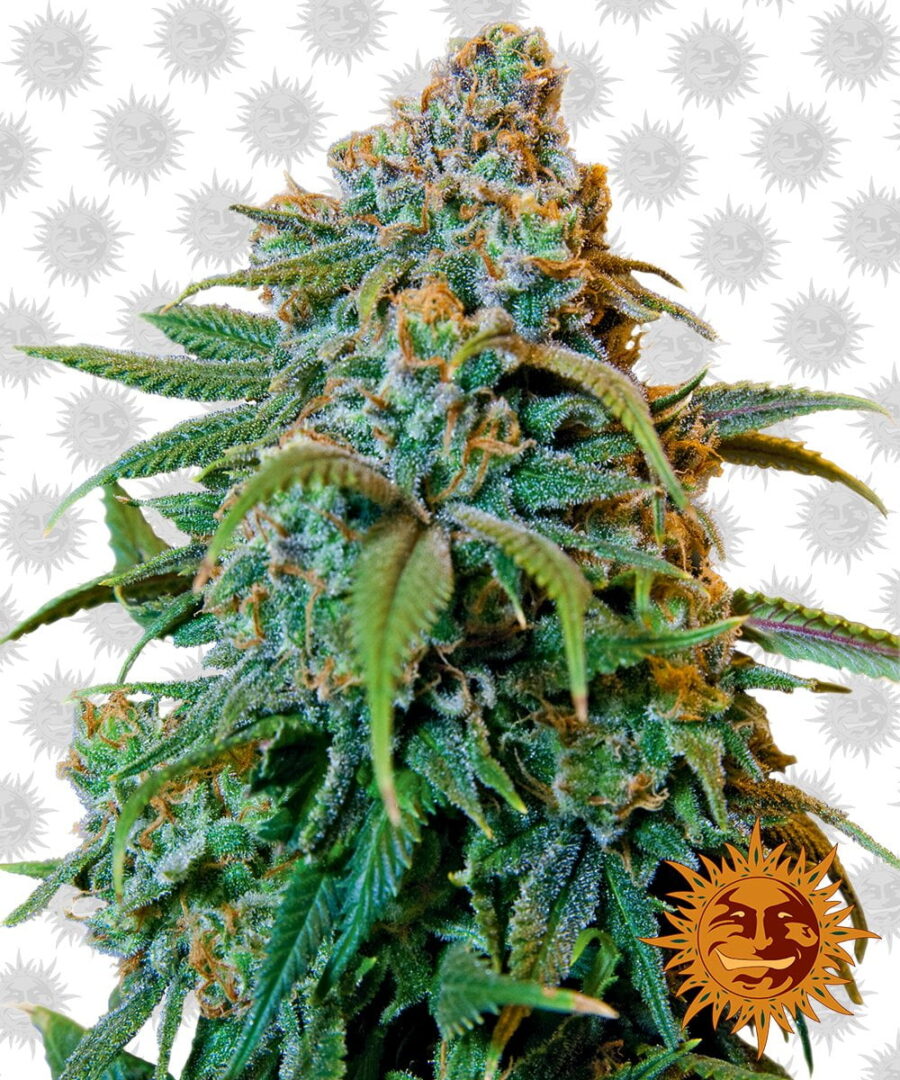 Barney's Farm Liberty Haze (Paquete de 5 Semillas)