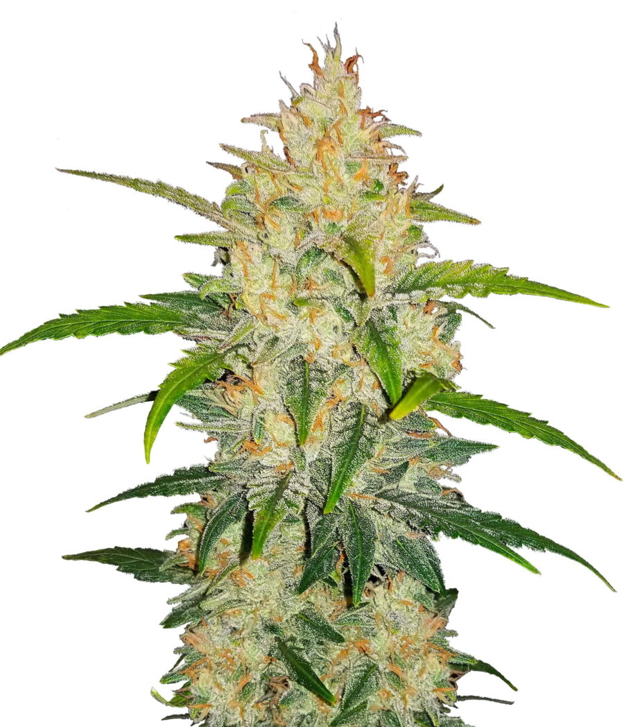 Fast Buds Zkittlez Automatic (3 Semillas/Paquete)