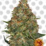 Barney's Farm PineApple Express Auto (Paquete de 3 Semillas)