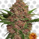 Barney's Farm Purple Punch Auto (Paquete de 3 Semillas)