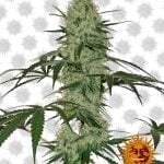 Barney's Farm Tangerine Dream Auto (Paquete de 3 Semillas)