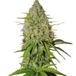 Fast Buds Grapefruit Automatic (3Semillas/Paquete)