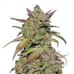 Fast Buds Smoothie Automatic (5 Semillas/Paquete)