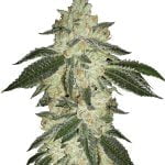 Fast Buds Green Crack Automatic (3Semillas/Paquete)