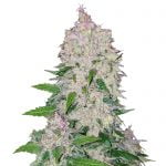 Fast Buds Stardawg Automatic (5Semillas/Paquete)