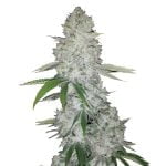 Fast Buds Gorilla Glue Automatic (5Semillas/Paquete)