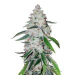 Fast Buds West Coast OG Automatic (3 Semillas/Paquete)