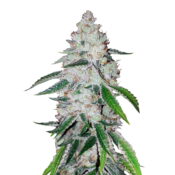 Fast Buds West Coast OG Automatic (3 Semillas/Paquete)