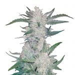 Fast Buds Mexican Airlines Automatic (3 Semillas/Paquete)