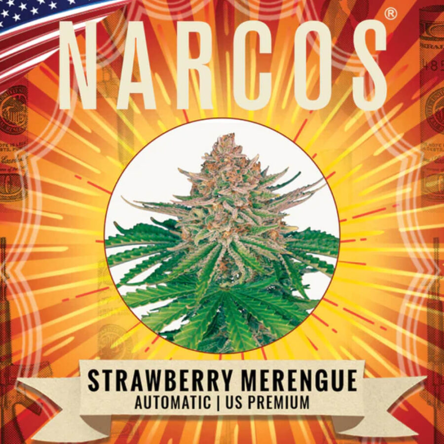 Narcos Strawberry Merengue Autofloreciente (5 Semillas/Paquete)