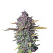 Narcos Sueño Purple Punch Autofloreciente (3 Semillas/Paquete)