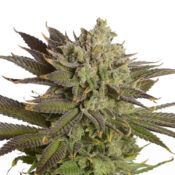 Ámsterdam Genetics AK 020 Autoflower (Paquete de 5 Semillas)