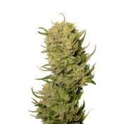 Ámsterdam Genetics AK 020 Autoflower (Paquete de 5 Semillas)