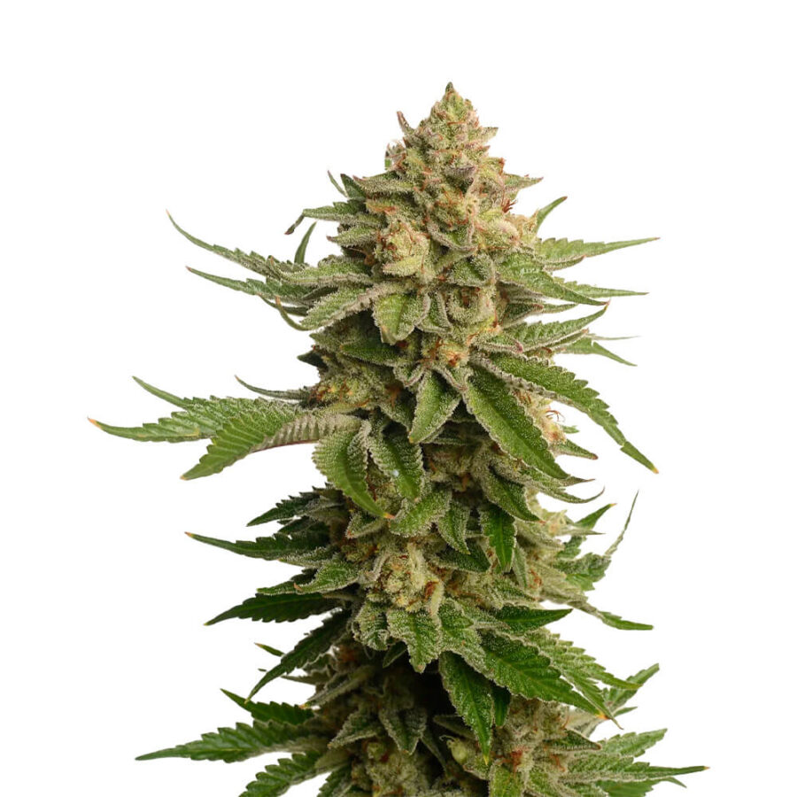 Ámsterdam Genetics AK OG Kush (Paquete de 5 Semillas)