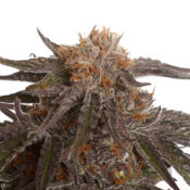 Ámsterdam Genetics Blue Magic (Paquete de 5 Semillas)