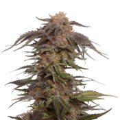 Ámsterdam Genetics Blue Magic (Paquete de 5 Semillas)