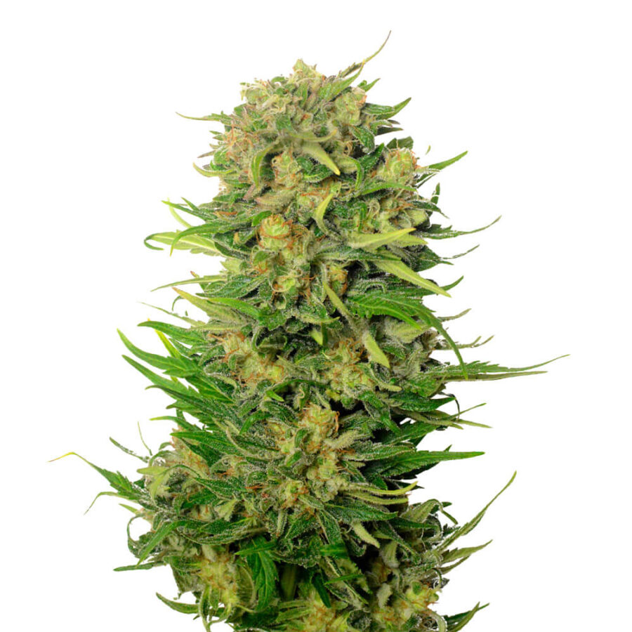 Ámsterdam Genetics Choco Kush Autoflower (Paquete de 5 Semillas)