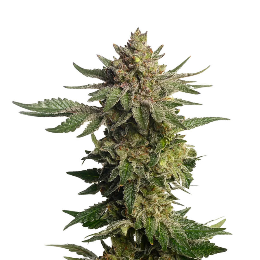 Ámsterdam Genetics Green Magic (Paquete de 5 Semillas)