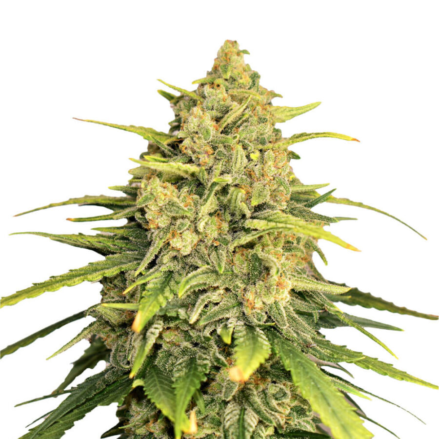 Ámsterdam Genetics Tangerine G13 (Paquete de 5 Semillas)