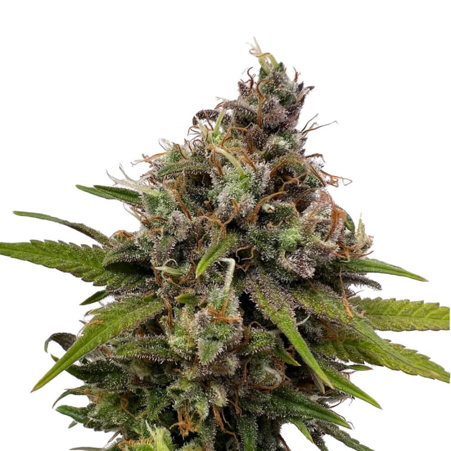 Ámsterdam Genetics White Choco (Paquete de 5 Semillas)