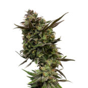 Ámsterdam Genetics White Choco (Paquete de 5 Semillas)