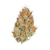 Royal Queen Seeds Amnesia Haze Auto Semillas de Cannabis Autoflorecientes (Paquete de 3 Semillas)