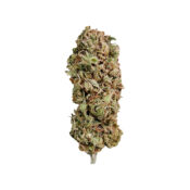 Royal Queen Seeds Amnesia Haze Semillas de Cannabis Feminizadas (Paquete de 3 Semillas)