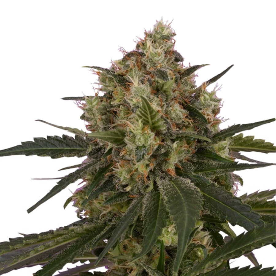 Royal Queen Seeds ICE Semillas de Cannabis Feminizadas (Paquete de 3 Semillas)