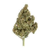 Royal Queen Seeds Lemon Shining Silver Haze Semillas de Cannabis Feminizadas (Paquete de 3 Semillas)